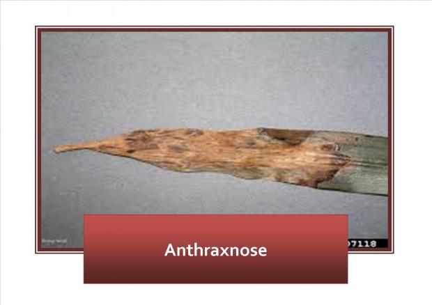 Anthraxnose 1