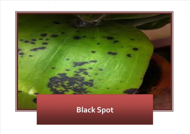 Black Spot 1