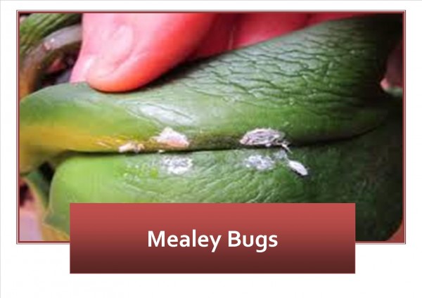 Mealey Bugs